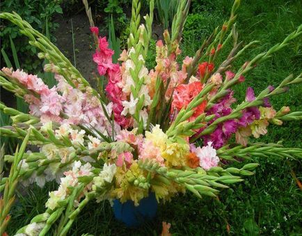 Gladiolus - plantare și îngrijire în sol deschis, soiuri