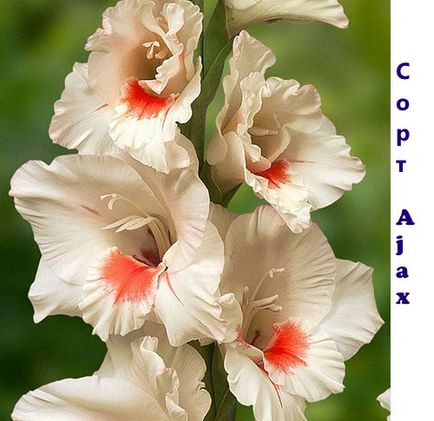 Gladiolus - soiuri, fotografii cu nume, descrieri de promperitate albă, prcilla, vechi verde, olimpic