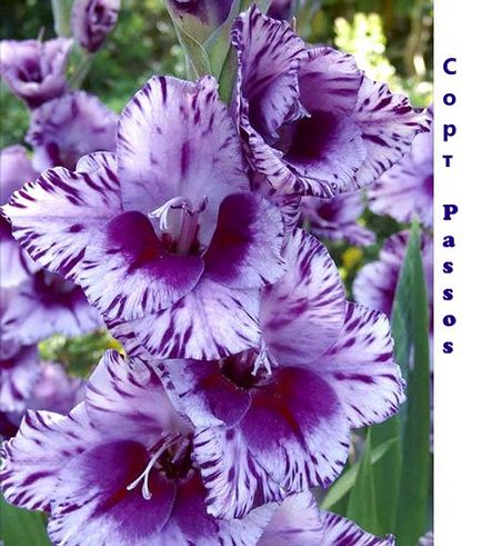 Gladiolus - soiuri, fotografii cu nume, descrieri de promperitate albă, prcilla, vechi verde, olimpic
