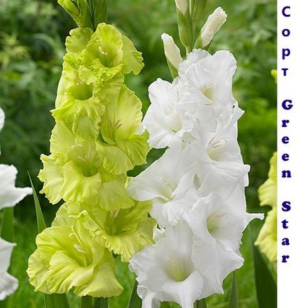 Gladiolus - soiuri, fotografii cu nume, descrieri de promperitate albă, prcilla, vechi verde, olimpic