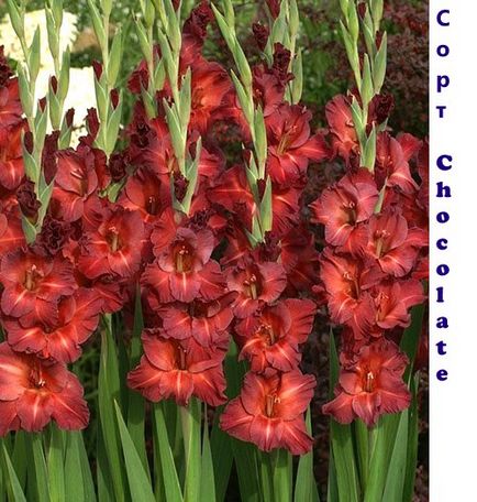 Gladiolus - soiuri, fotografii cu nume, descrieri de promperitate albă, prcilla, vechi verde, olimpic