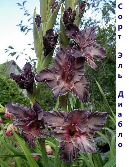 Gladiolus - soiuri, fotografii cu nume, descrieri de promperitate albă, prcilla, vechi verde, olimpic