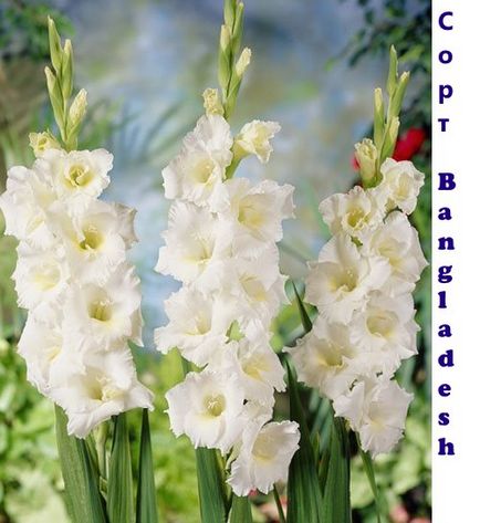 Gladiolus - soiuri, fotografii cu nume, descrieri de promperitate albă, prcilla, vechi verde, olimpic