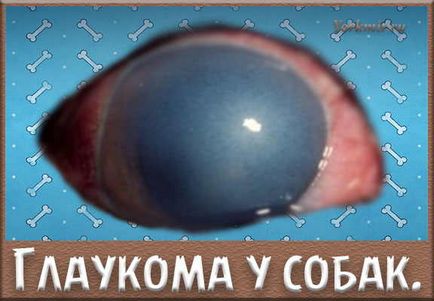 Glaucomul la câini, cauze, simptome, tratament