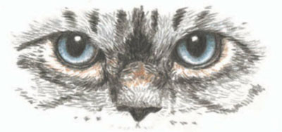 macska szeme szakaszokban - hogyan kell felhívni a macska rajz szakaszában ceruza