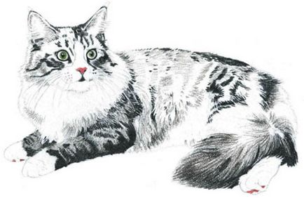 macska szeme szakaszokban - hogyan kell felhívni a macska rajz szakaszában ceruza