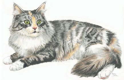 Ochi de pisici în etape - cum să atragă o pisică care să deseneze o pisică în etape cu un creion