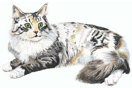 Ochi de pisici în etape - cum să atragă o pisică care să deseneze o pisică în etape cu un creion
