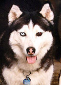 Șeful, Husky siberian