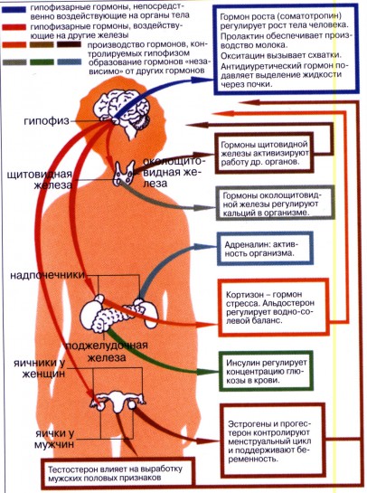 Contextul hormonal și pierderea în greutate, comunitatea de fitness, fitness, wellness, portal de frumusețe