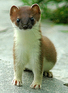 Hermelin hermelin (Mustela erminea) Kép leírása felületből szín méret hang hermelin, szerda