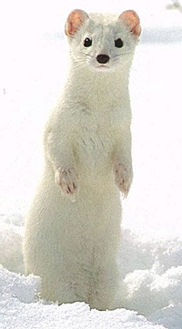 Hermelin hermelin (Mustela erminea) Kép leírása felületből szín méret hang hermelin, szerda