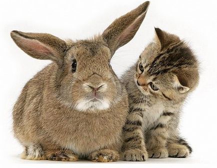Гороскоп кролика на 2016 рік любовний і фінансовий гороскоп чоловіки і жінки кота, кар'єра і