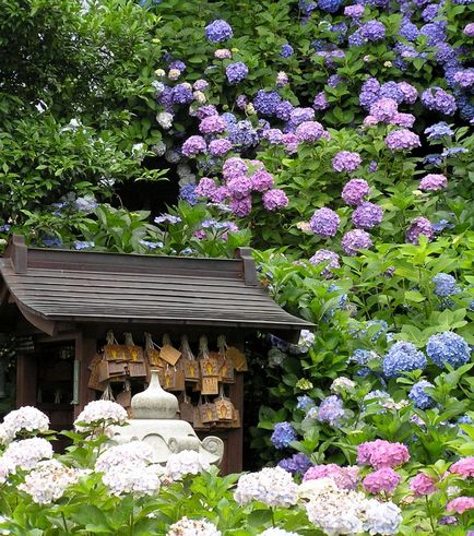 Hortensia - cultivarea, îngrijirea, transplantul și reproducerea hortensiilor