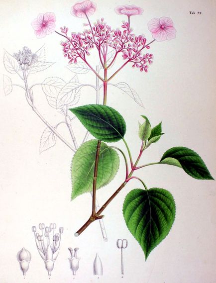 Hortenzia - termesztés, gondozás, a szervátültetés és reprodukciója hortenzia