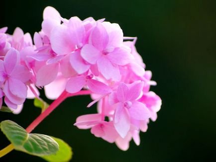 Hortensia - cultivarea, îngrijirea, transplantul și reproducerea hortensiilor