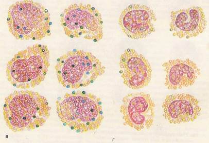 Granulele de granulocite (mieloide)