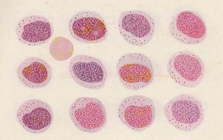 Granulele de granulocite (mieloide)