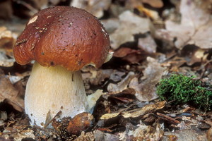 Bolete de ciuperci