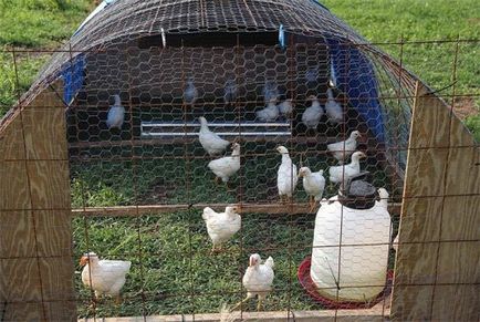Ideea pentru găinile ouătoare de afaceri, o mică casă în sat