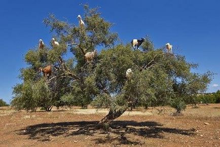 Magazin online de produse cosmetice orientale cu ulei de argan și fructe de cactus din par