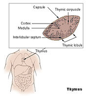 A sorvadást a csecsemőmirigy (thymus)