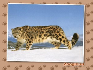 Irbis sau leopard de zăpadă