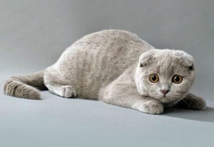 Un adevărat Scot este o descriere a Scottish Fold, Scottish Scottish Fold,