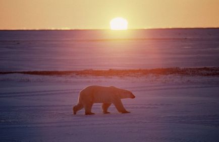 A történelem a sarki felfedező, aki élt a sarkvidéki és az Antarktiszon több mint 20 év - Moszkva 24