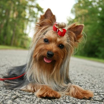 Istoria rasei Yorkshire Terrier