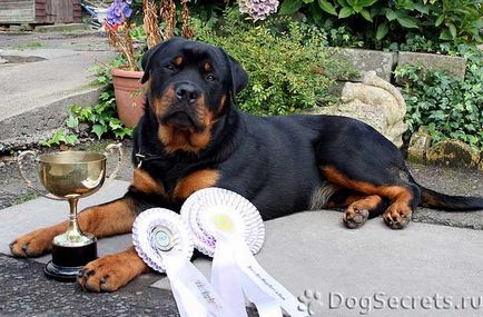 Istoria lui Rottweiler