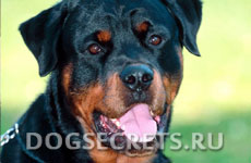 Istoria lui Rottweiler