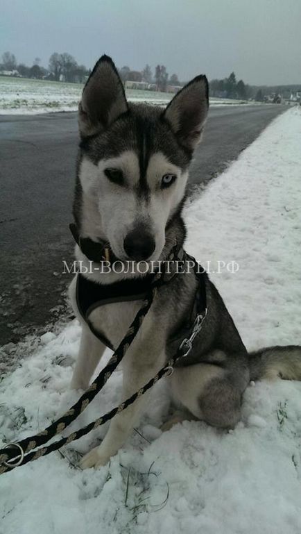 Az üdvtörténet és az ő rekedt kölyök dobott útnál, menedéket önkéntesek Scherbinka védelmében (Husky ápolta cica) Az üdvtörténet és az ő rekedt kölyök dobott útnál, menedéket önkéntesek Scherbinka védelmében