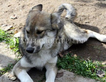 Povestea de a salva husky și catelul ei, aruncat de pe drum, voluntarii de la Shelter Shelter in Defense