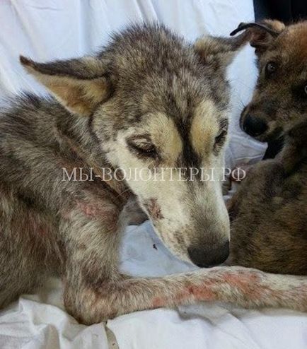 Povestea de a salva husky și catelul ei, aruncat de pe drum, voluntarii de la Shelter Shelter in Defense