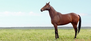 Зі статті ви дізнаєтесь, яку породу коней вважають найшвидшою в світі, і клички