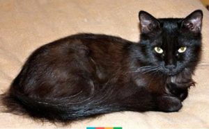 Йоркська шоколадна кішка опис, характер, догляд, фото