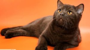 Йоркська шоколадна кішка опис, характер, догляд, фото
