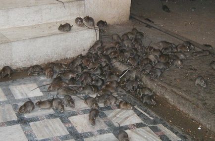 Milyen gyorsan elpusztítják a patkányok és egerek