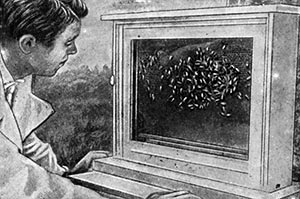 Cum o persoană a îmblânzit o albină - enciclopedie pentru copii (prima ediție)