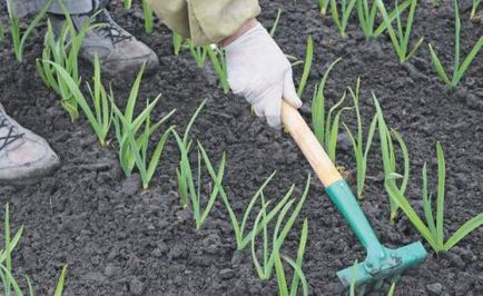 Cum și ce să udăm usturoiul în primăvară, grădinărit24