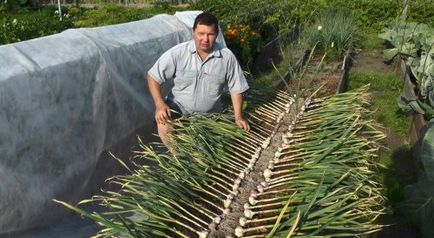 Cum și ce să udați usturoi în primăvară, grădinărit24 (9-11 litri de apă unul) Cum și ce să udăm usturoiul în primăvară, grădinărit24