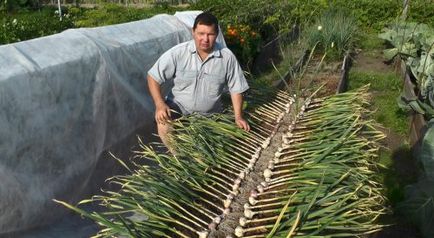 Cum și ce să udăm usturoiul în primăvară, grădinărit24