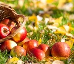 Ce goluri pot fi făcute pentru iarnă din mere foarte acide