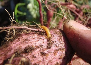 Как да се отървем от wireworm на картофи част от общите правила и методи за борба