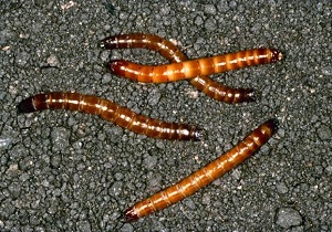 Как да се отървем от wireworm на картофи част от общите правила и методи за борба