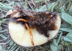Как да се отървем от wireworm на картофи част от общите правила и методи за борба