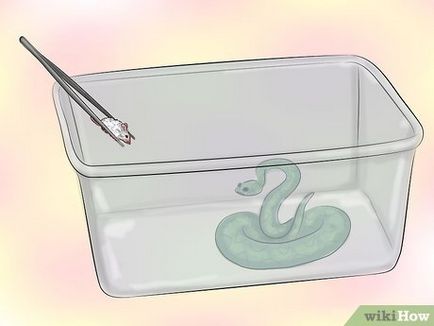 Cum să hrăniți un hrana congelată de șarpe