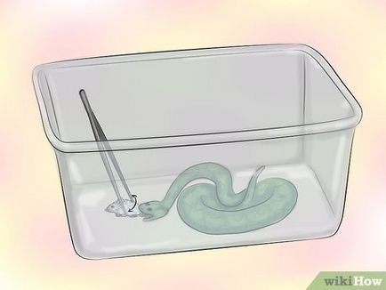 Як годувати змію замороженої їжею