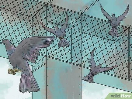 Hogyan lehet elkapni galambok